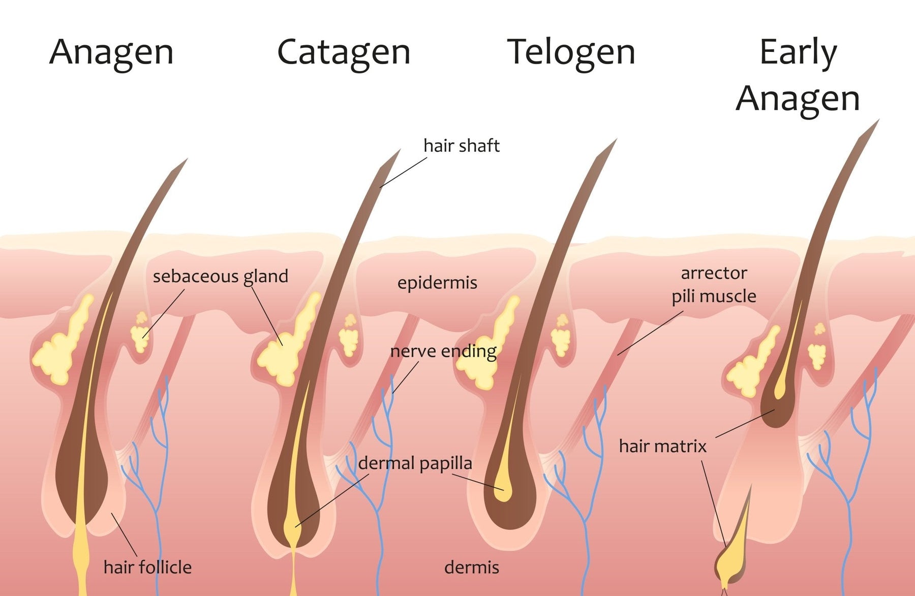 Science of Hair: Understanding the Basics of Hair Growth & Maintenance