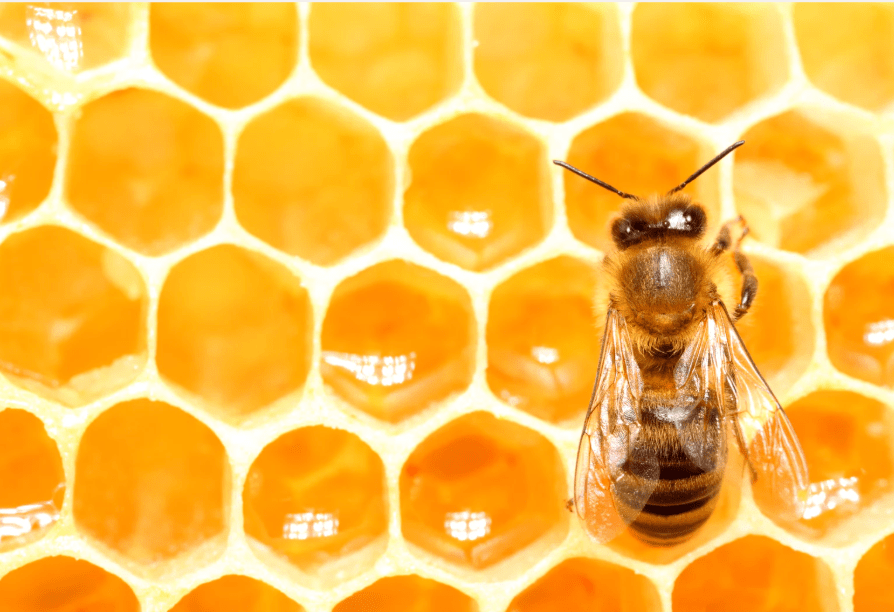 honey skin healing beautiful eczema psoriasis